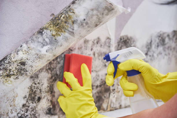 Professional Mold Removal in Carthage, TX